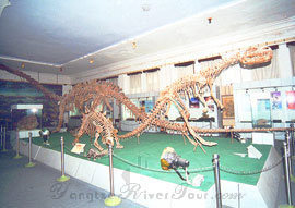 Fossile of dinosaurs, Chongqing China Three Gorges Museum